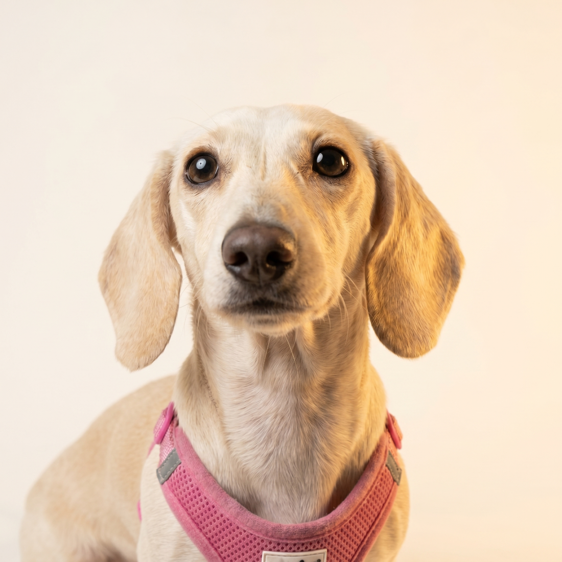 Coco, der kleine Wirbelwind