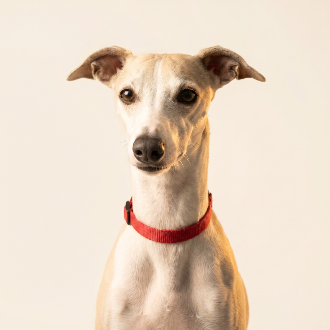 Luna, die echte Whippet-Dame